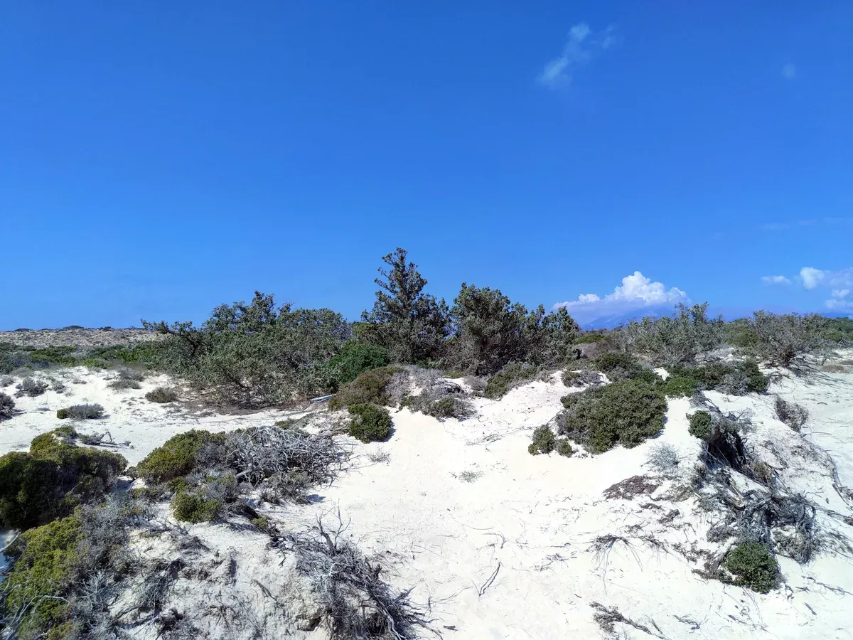 White sand dunes and cedar scrub on Chrissi island, Crete
