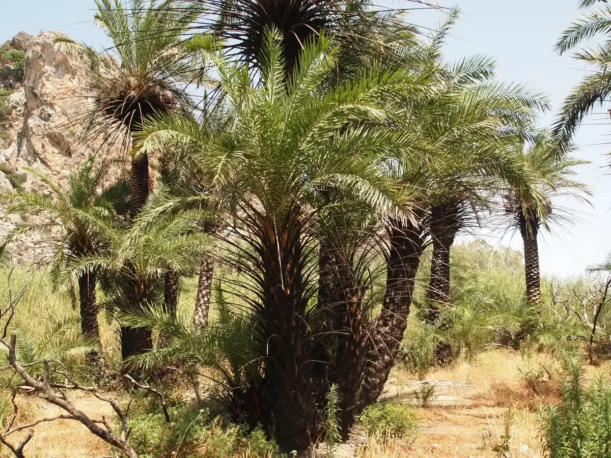 The native Cretan date palms of the Preveli palm forest growing along the river above Preveli beach