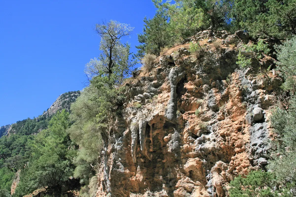 Limestone cliffs and pine trees along the trail in Samaria Gorge, Crete, the hike this worth it guide evaluates