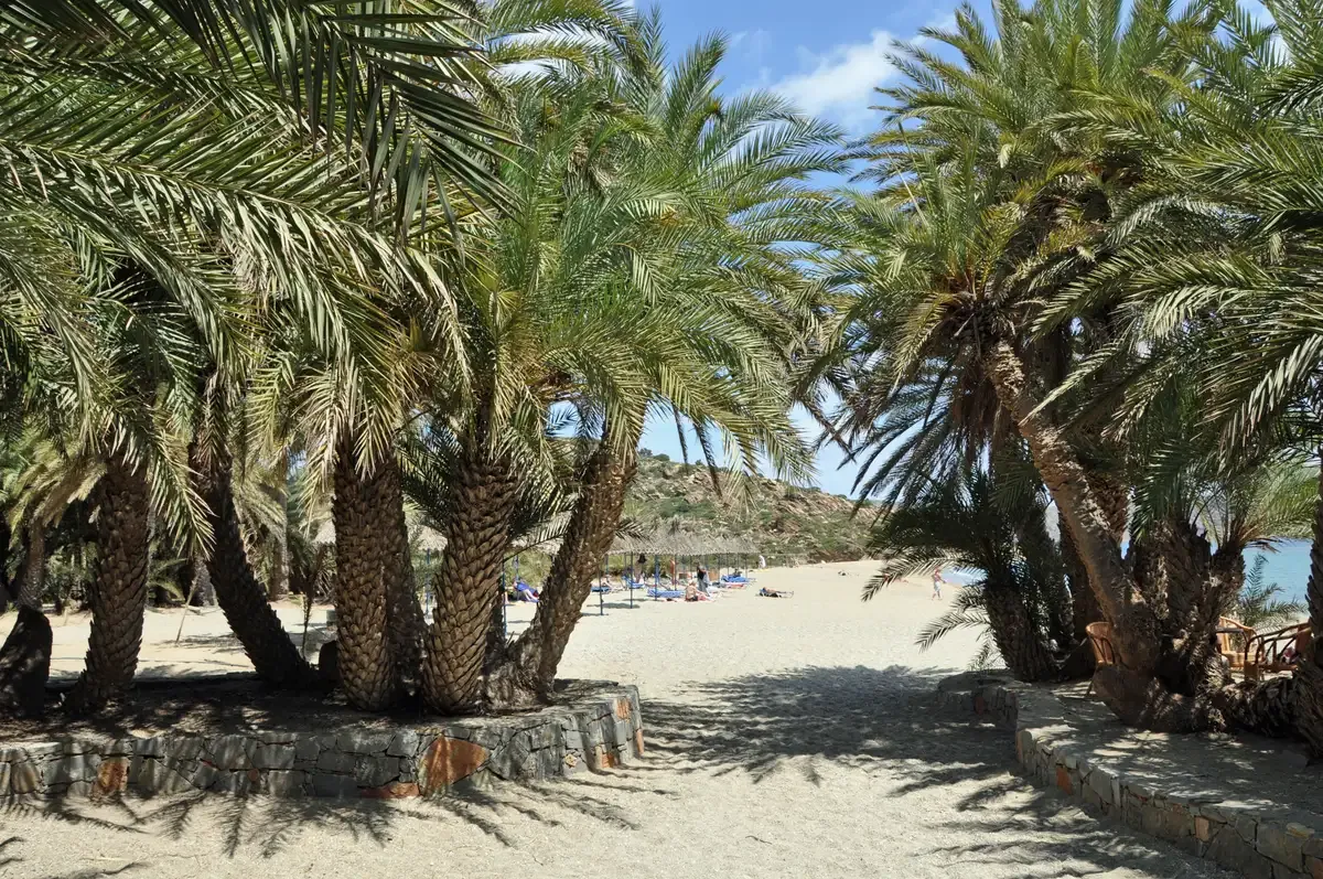 The palm grove opening onto the sand at Vai beach, eastern Crete