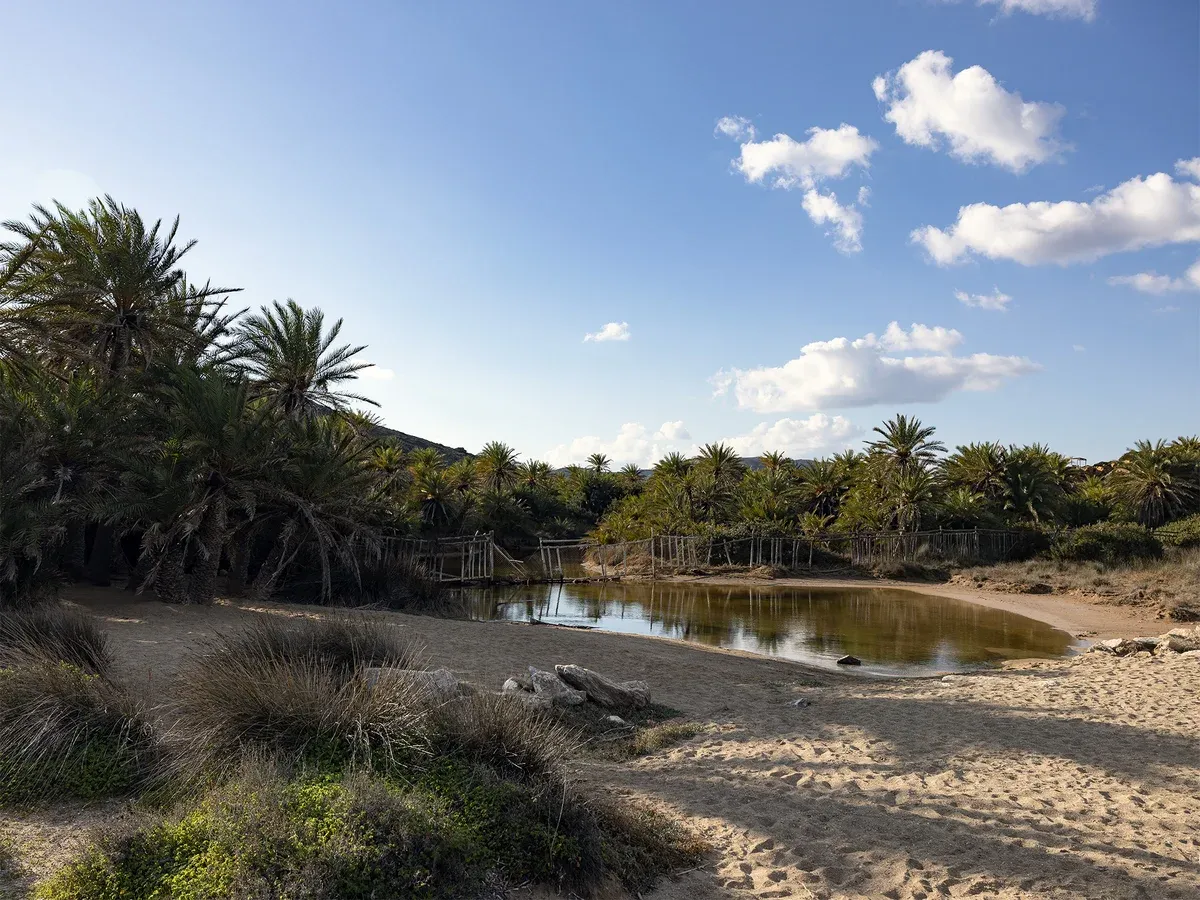 The wetland pool inside the protected Vai palm forest, eastern Crete